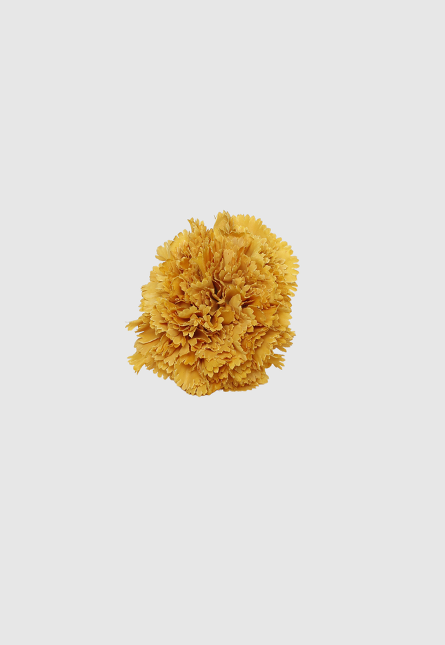 FLOR FLAMENCA