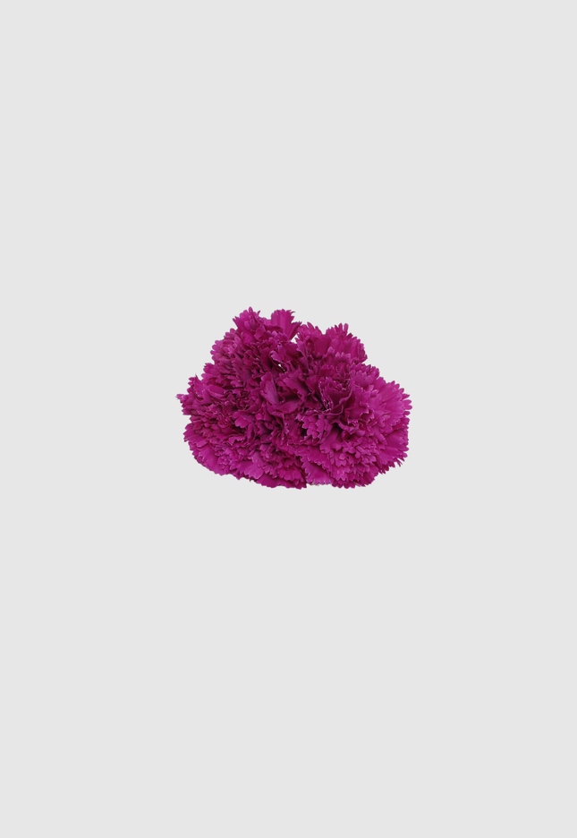 FLOR FLAMENCA