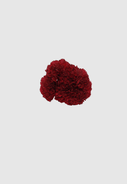 FLOR FLAMENCA